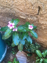 Catharanthus roseus