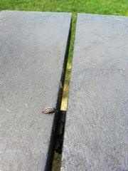 Chrysomela vigintipunctata