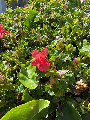 Barleria repens observed 2026-06-04