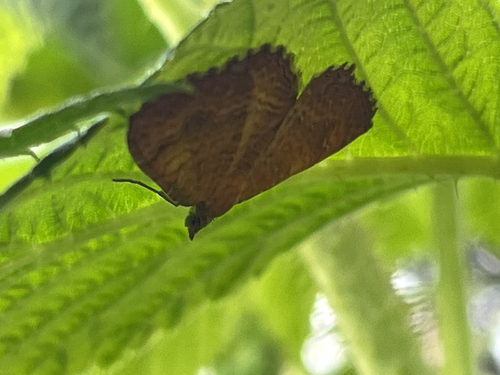 Yellow Shell Moth