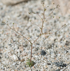 Nemacladus sigmoideus