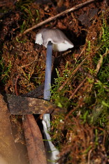 Entoloma albidocoeruleum