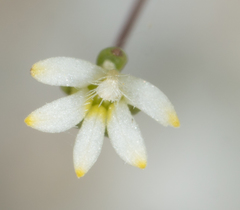 Nemacladus sigmoideus