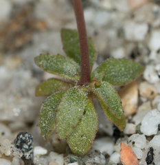 Nemacladus sigmoideus