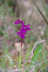 Anacamptis morio morio