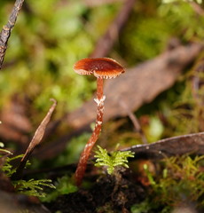 Conocybe filaris