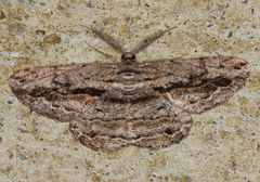 Scioglyptis chionomera