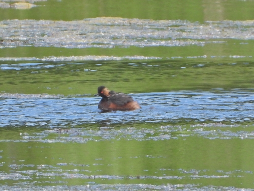 iNaturalist image