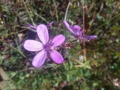 Erodium cicutarium