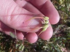 Erodium cicutarium