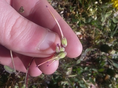 Erodium cicutarium