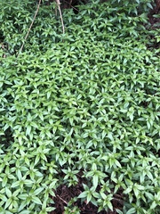 Mercurialis leiocarpa