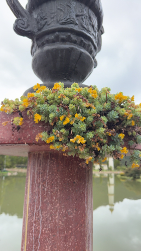 Palmer's Sedum