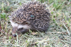 Atelerix frontalis frontalis
