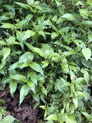 Mercurialis leiocarpa