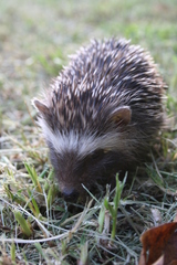 Atelerix frontalis frontalis