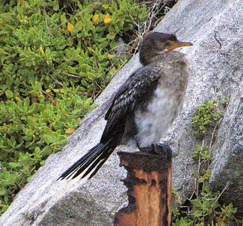 iNaturalist image