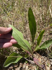 Carphephorus odoratissimus