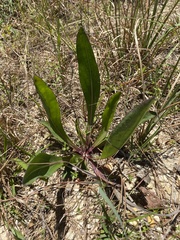 Carphephorus odoratissimus