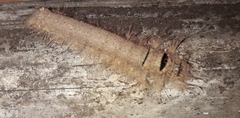 Lepidoptera
