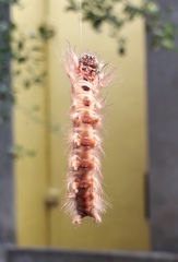 Lepidoptera