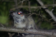 Moholi Bushbaby photo 5