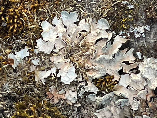 Netted shield lichen