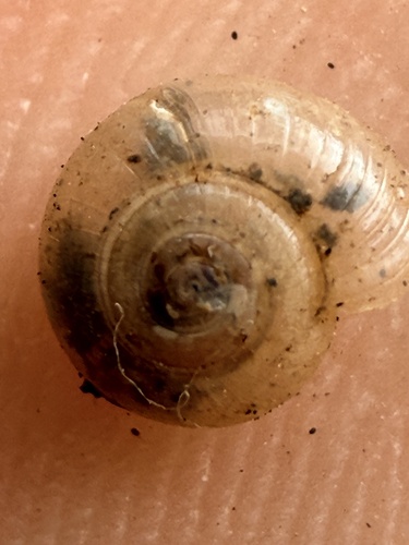 Glyphyalinia indentata, 2026-06-04