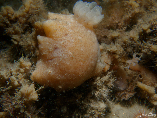 Velvet Dorid, Zeelandbrug, Zierikzee, Netherlands, photo 10 of 10