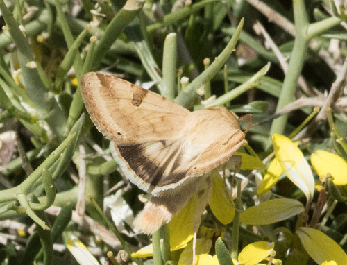 The Bordered Straw