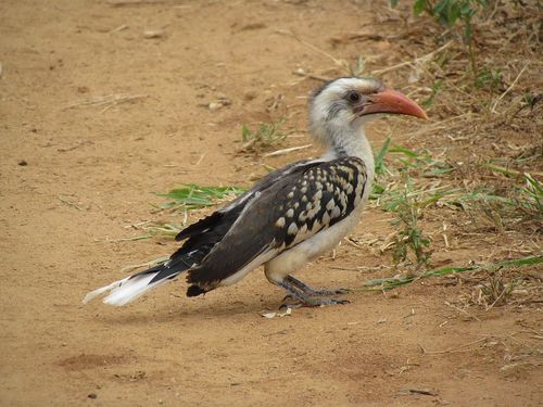 Northern Red-billed Hornbill
