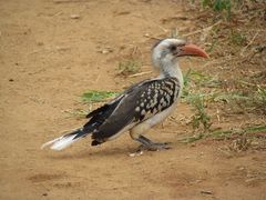 Tockus erythrorhynchus