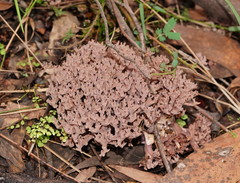 Ramaria versatilis