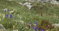 Allium microdictyon