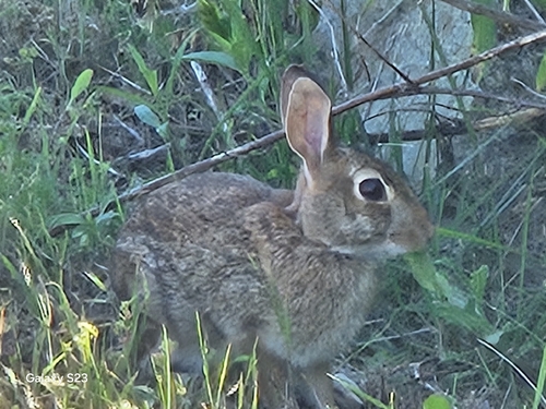 Eastern Cottontail