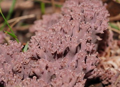 Ramaria versatilis