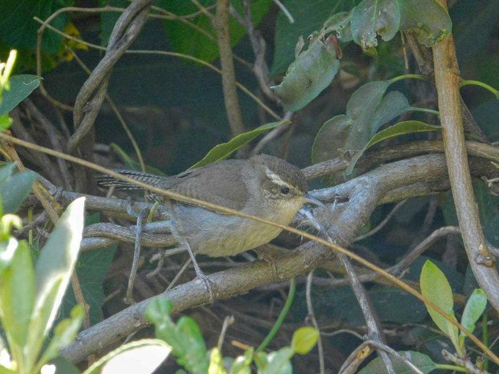 San Joaquin Wren