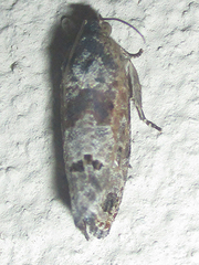 Cryptophlebia peltastica