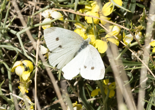 Small White