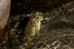 Anaxyrus californicus