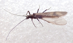 Taeniopteryx