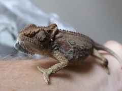 Bradypodion ventrale