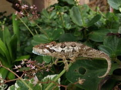 Bradypodion ventrale