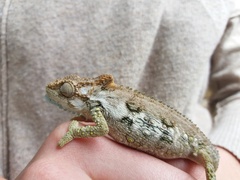 Bradypodion ventrale