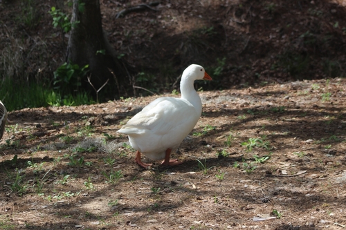 iNaturalist image