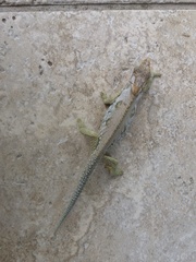 Bradypodion ventrale