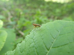 Norellisoma spinimanum