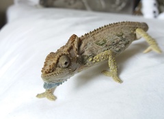 Bradypodion ventrale