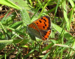 Lycaena phlaeas hypophlaeas