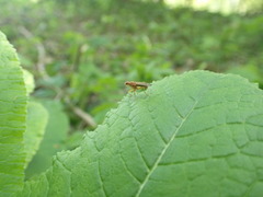 Norellisoma spinimanum